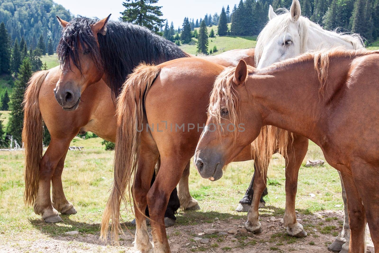 Group of mountain brown horses watching and waiting