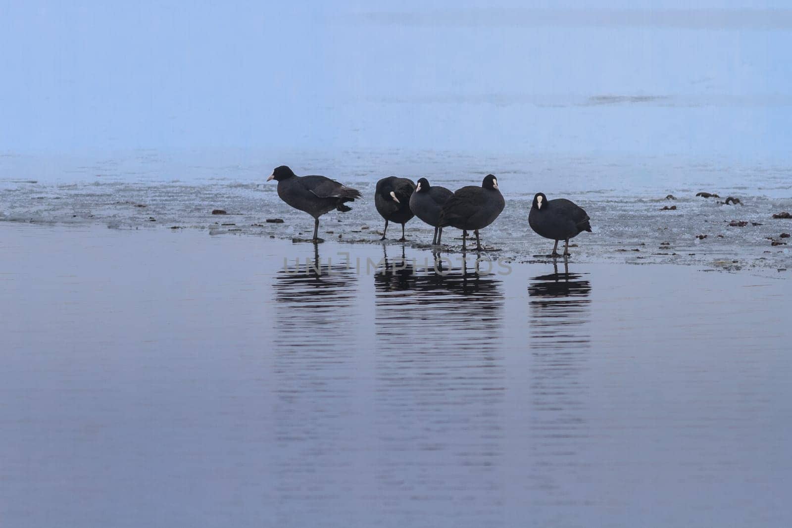 Eurasian coot in winter. Location: Comana Natural Park, Romania.