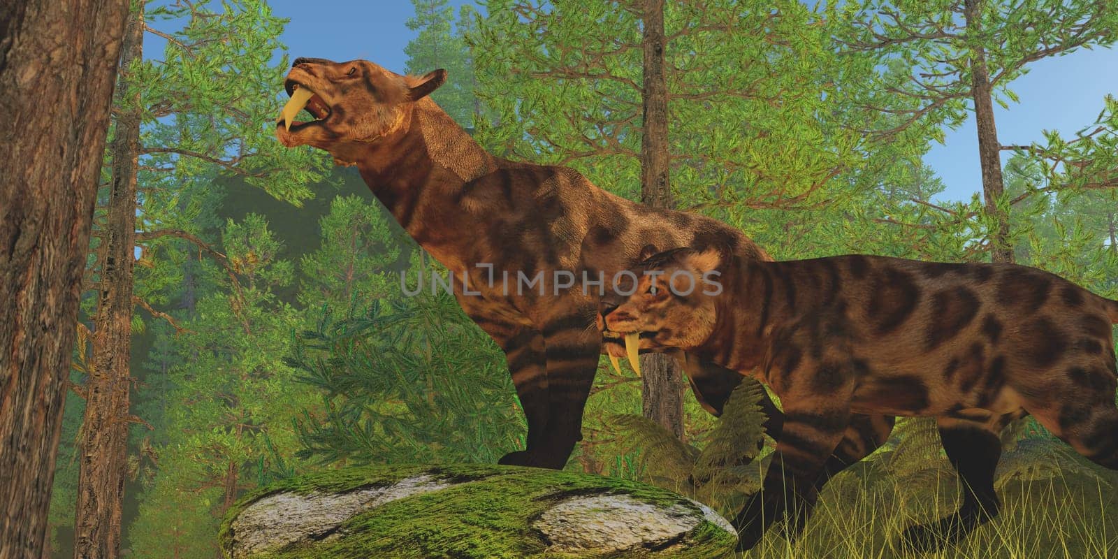 Two Saber-Toothed Cats in the Eocene Age look for their next prey in a pine forest.