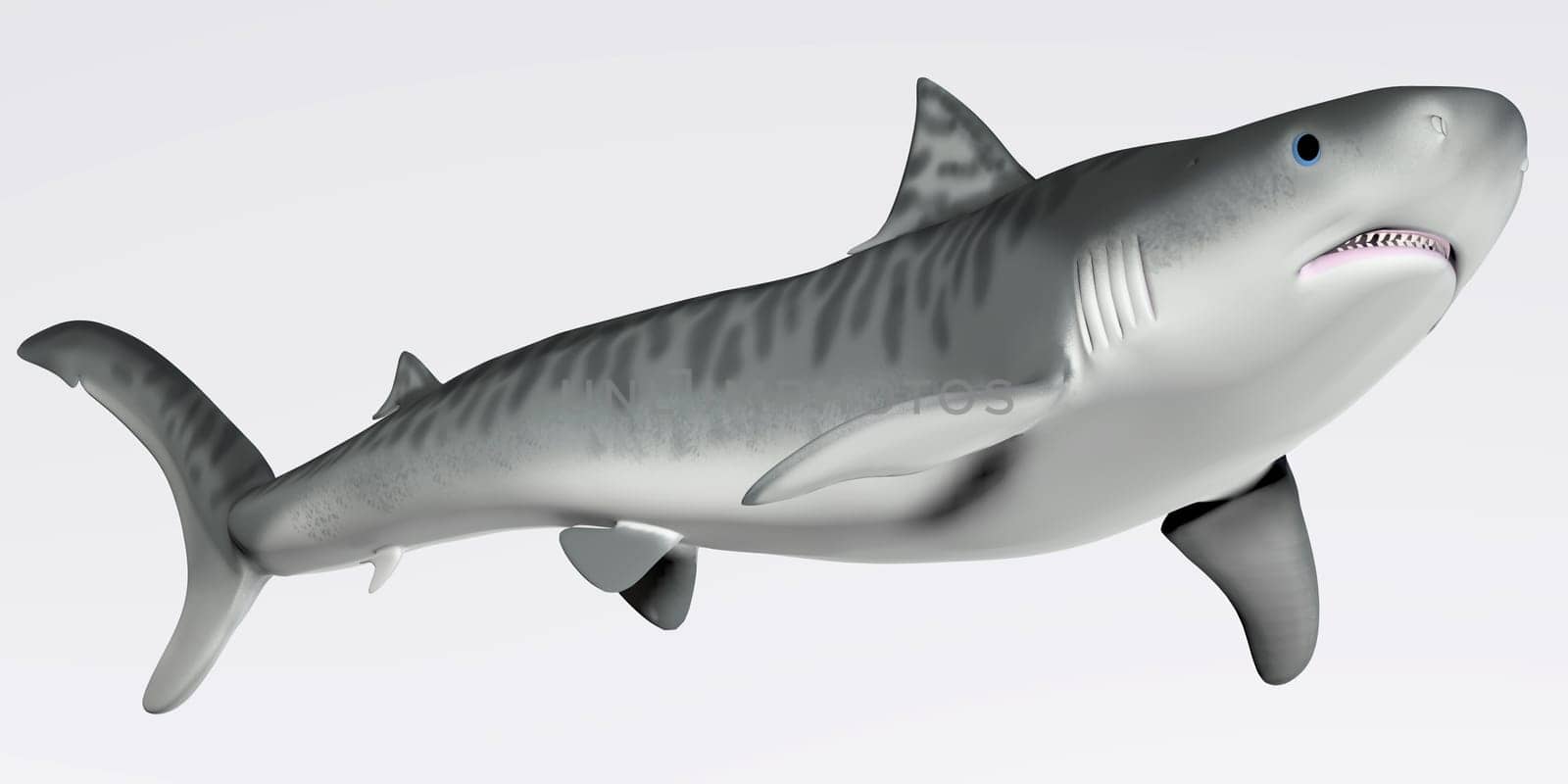 The Tiger shark is a very large macropredator that can reach a length of 5 meters or 16 feet.