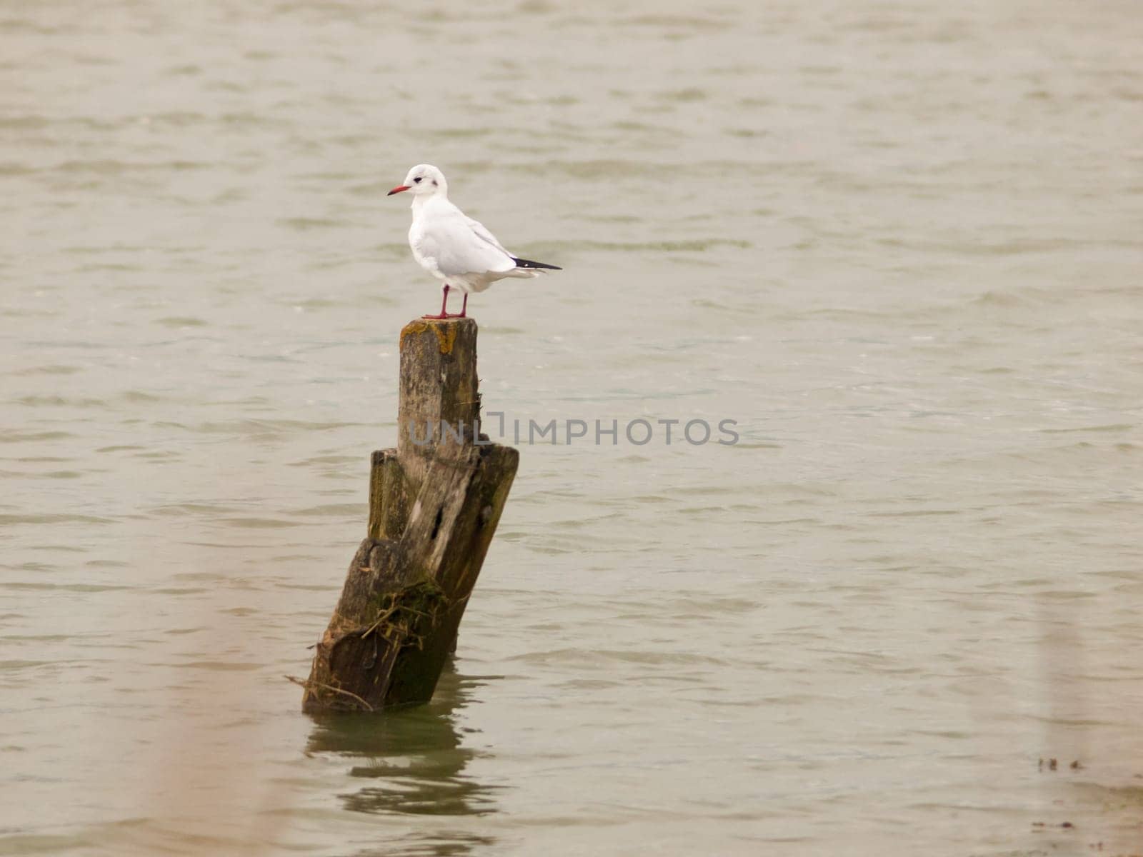 single white seagull standing on wooden pole in sea water  essex  england  uk