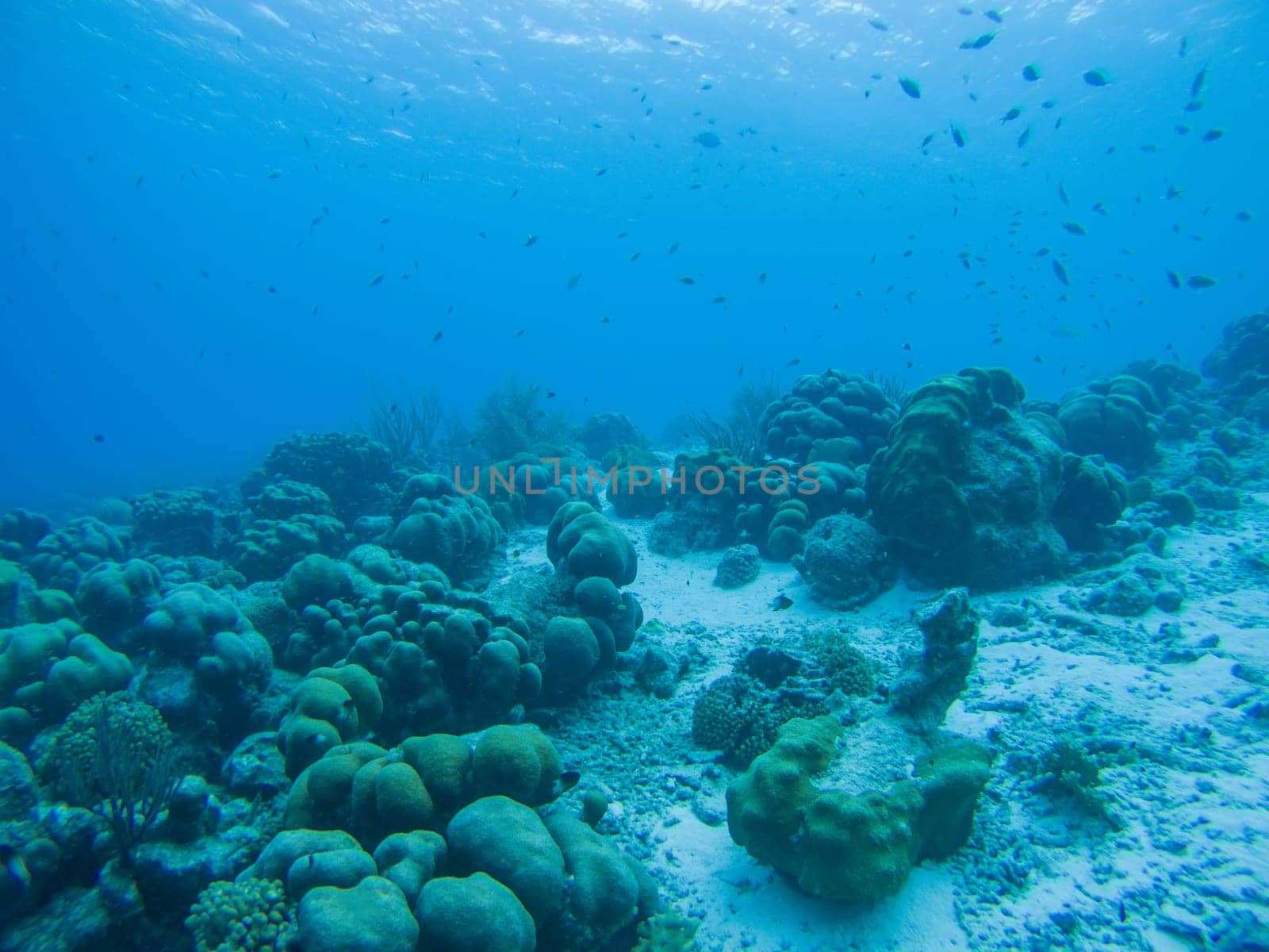 coral life caribbean sea underwater