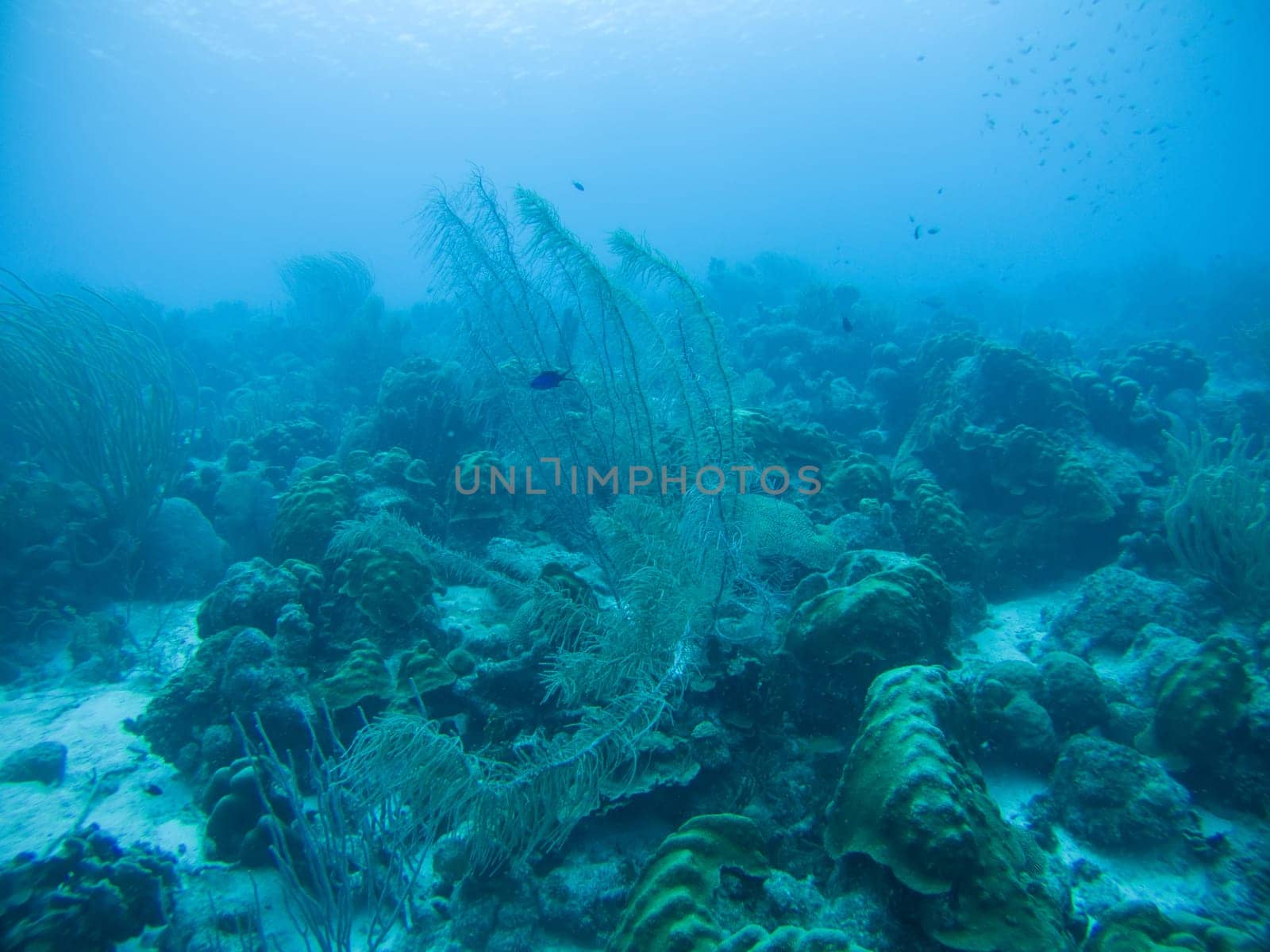 coral life caribbean sea underwater