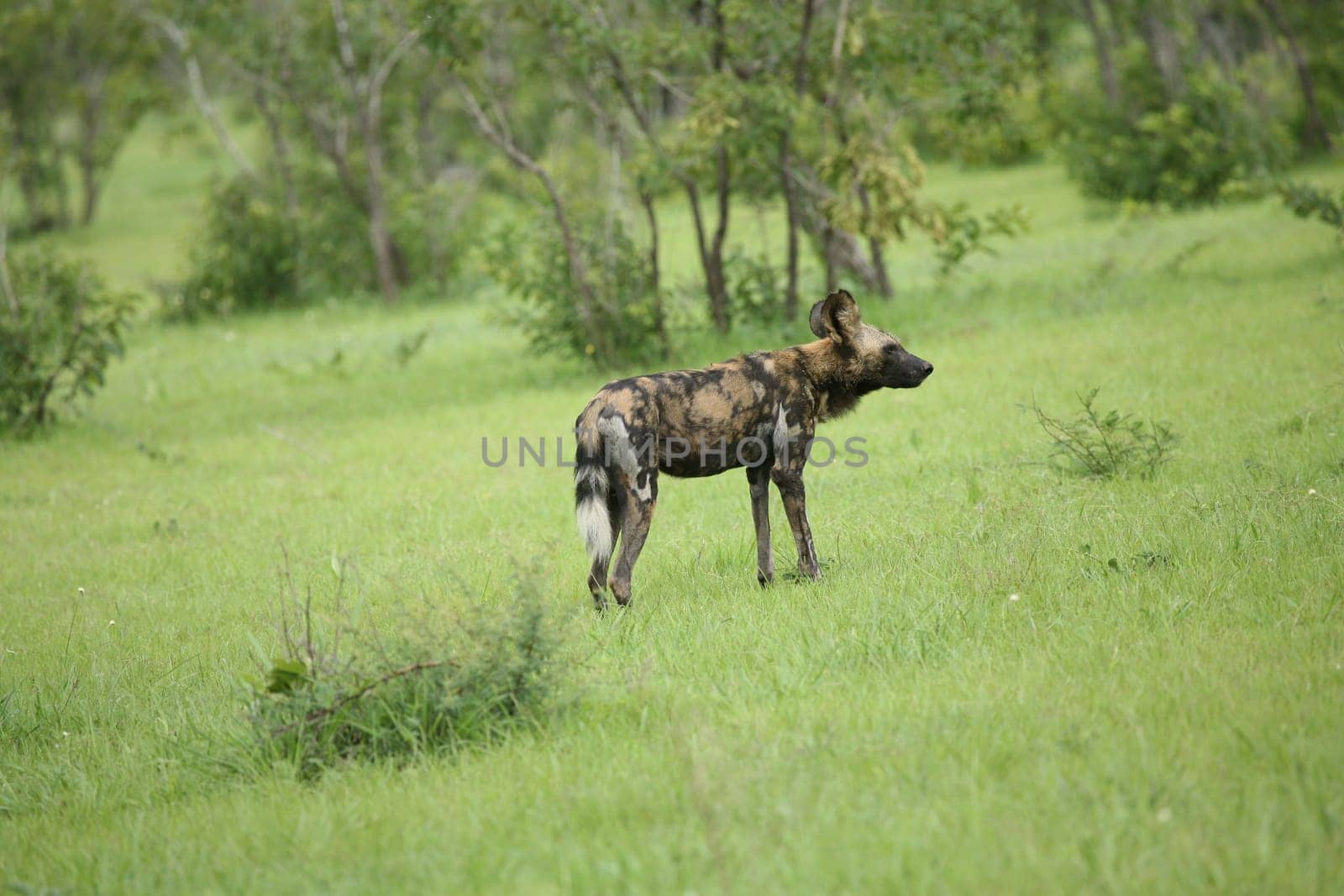 Wild Dog dangerous mammal animal africa savannah Kenya