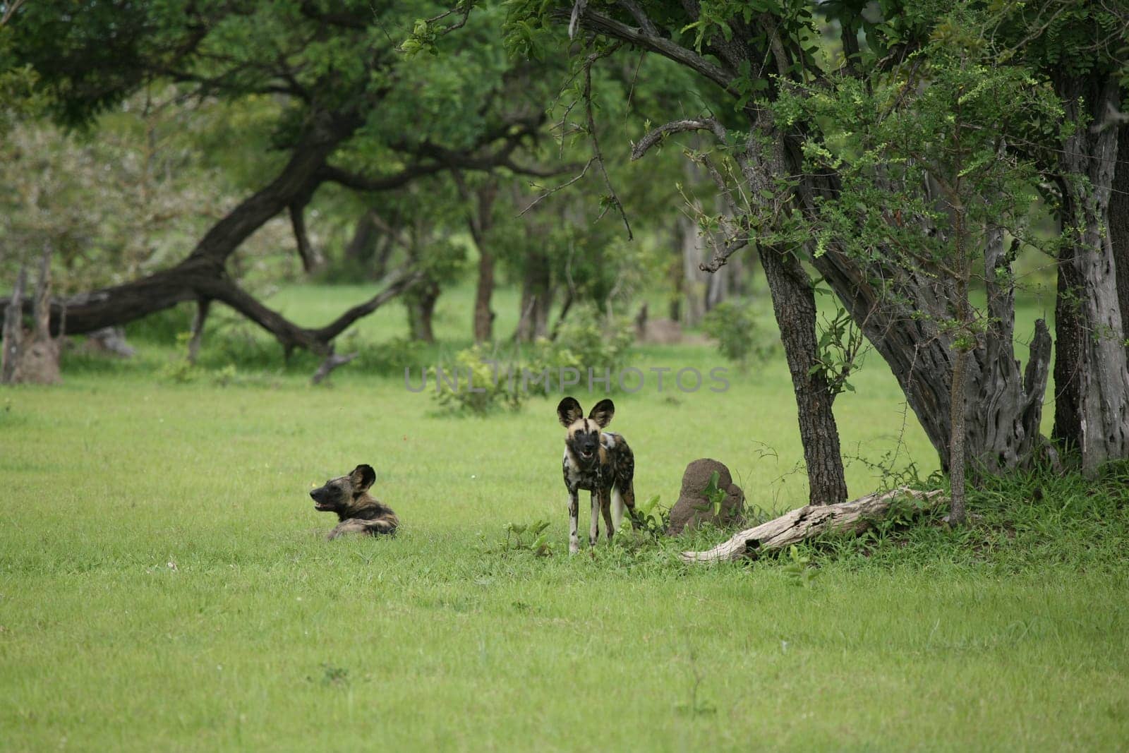 Wild Dog dangerous mammal animal africa savannah Kenya