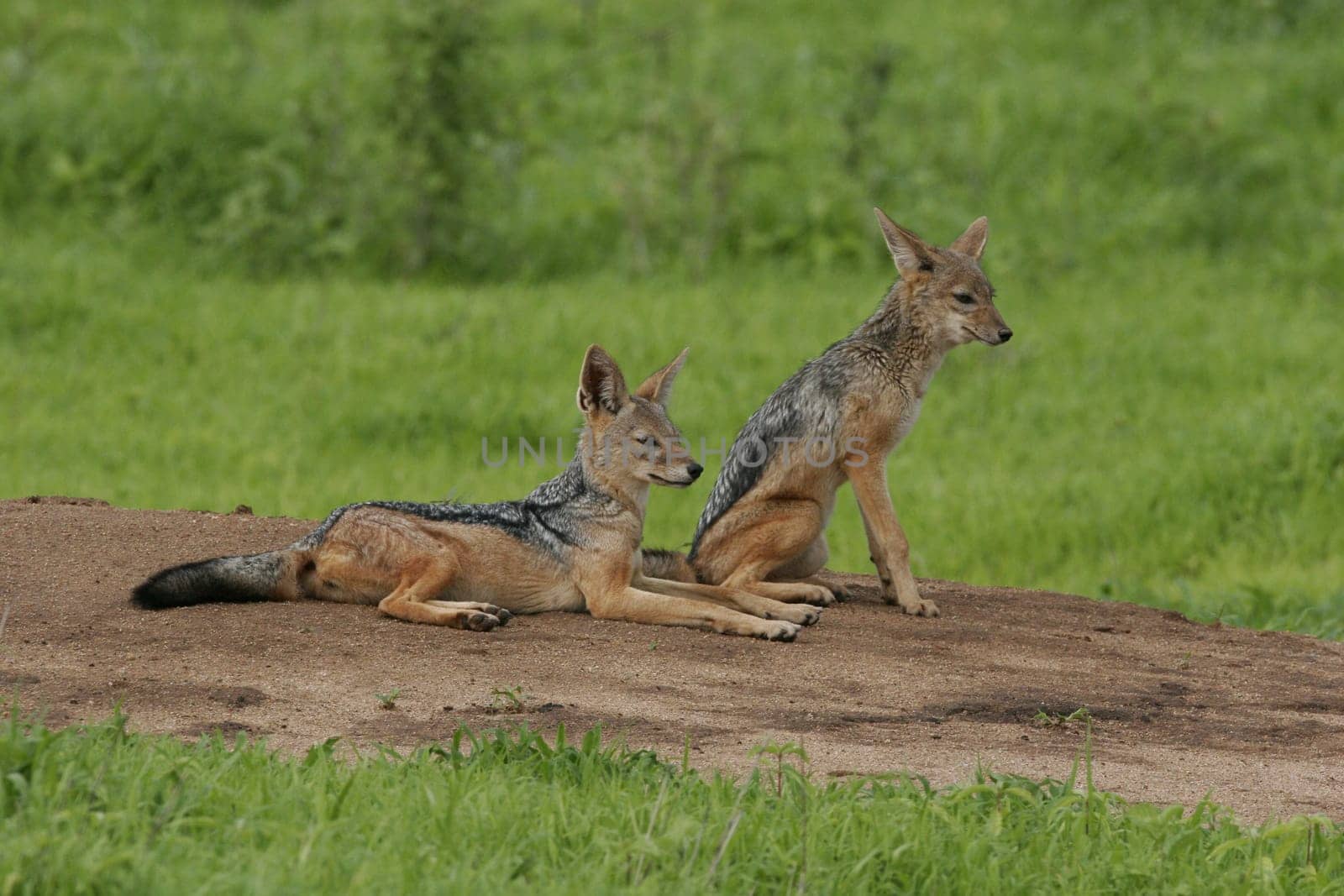 Wild Dog dangerous mammal animal africa savannah Kenya