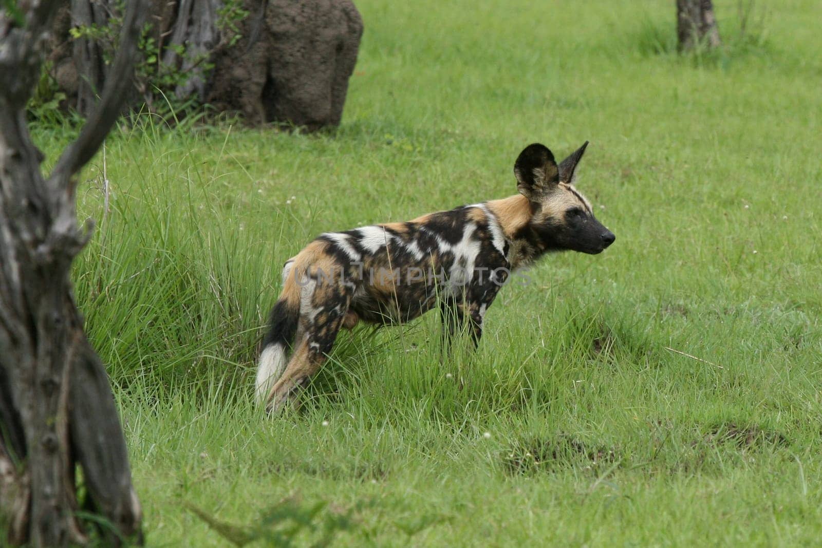 Wild Dog dangerous mammal animal africa savannah Kenya