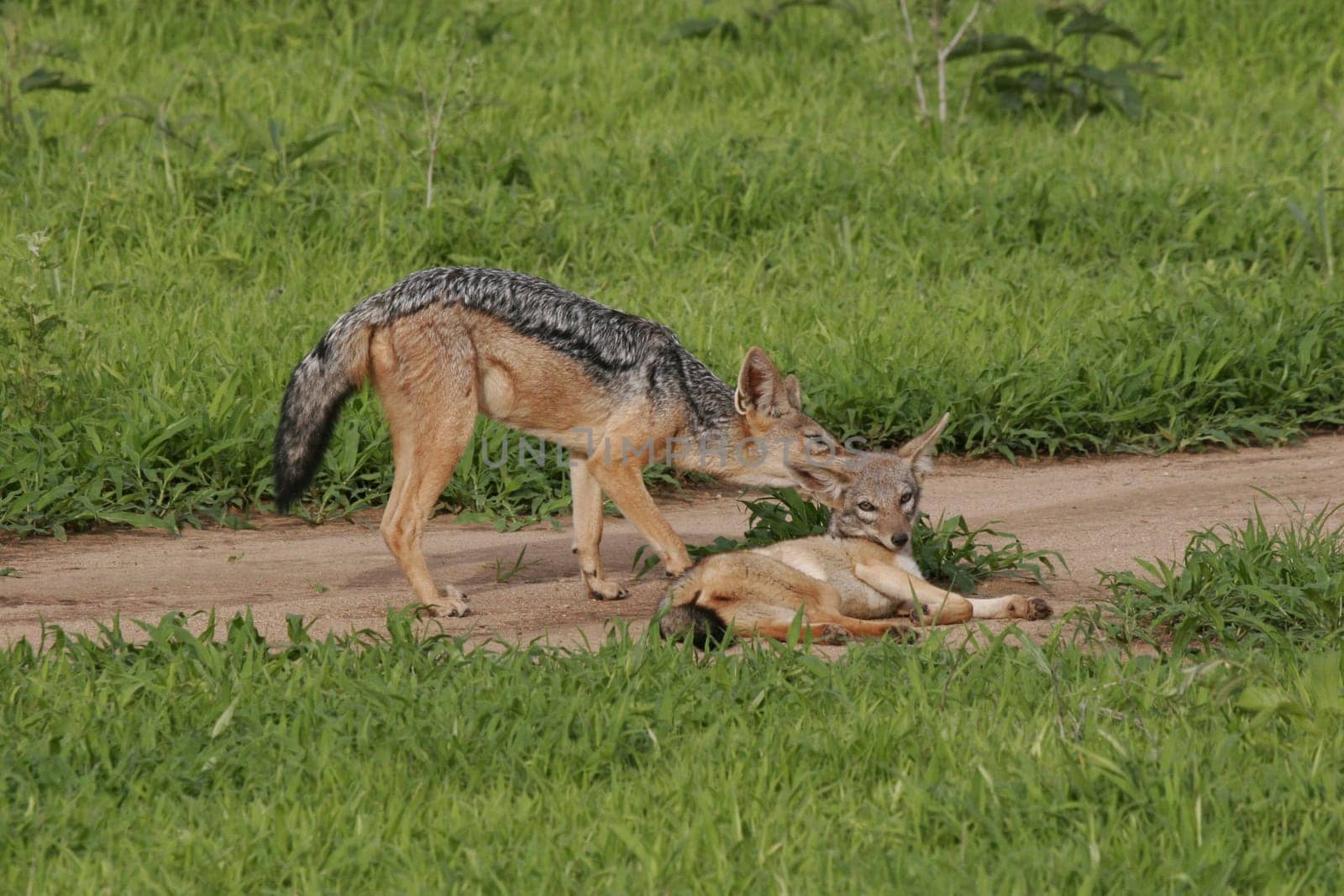 Wild Dog dangerous mammal animal africa savannah Kenya