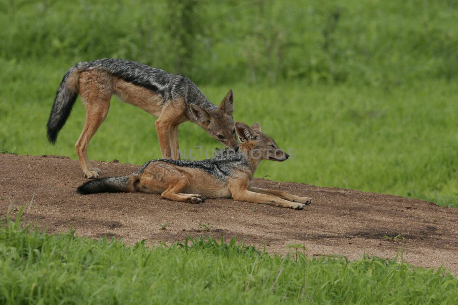 Wild Dog dangerous mammal animal africa savannah Kenya