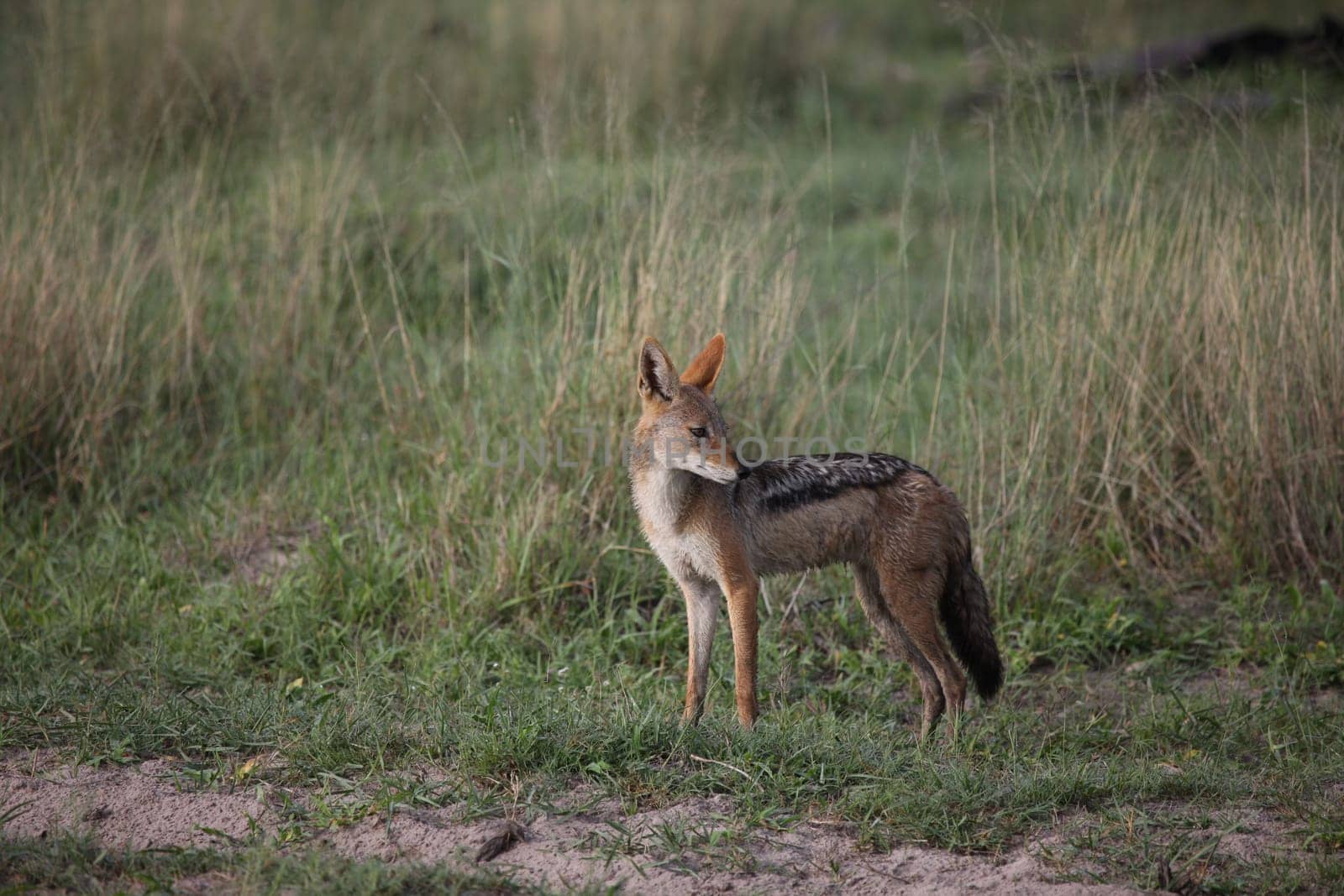 Wild Dog dangerous mammal animal africa savannah Kenya