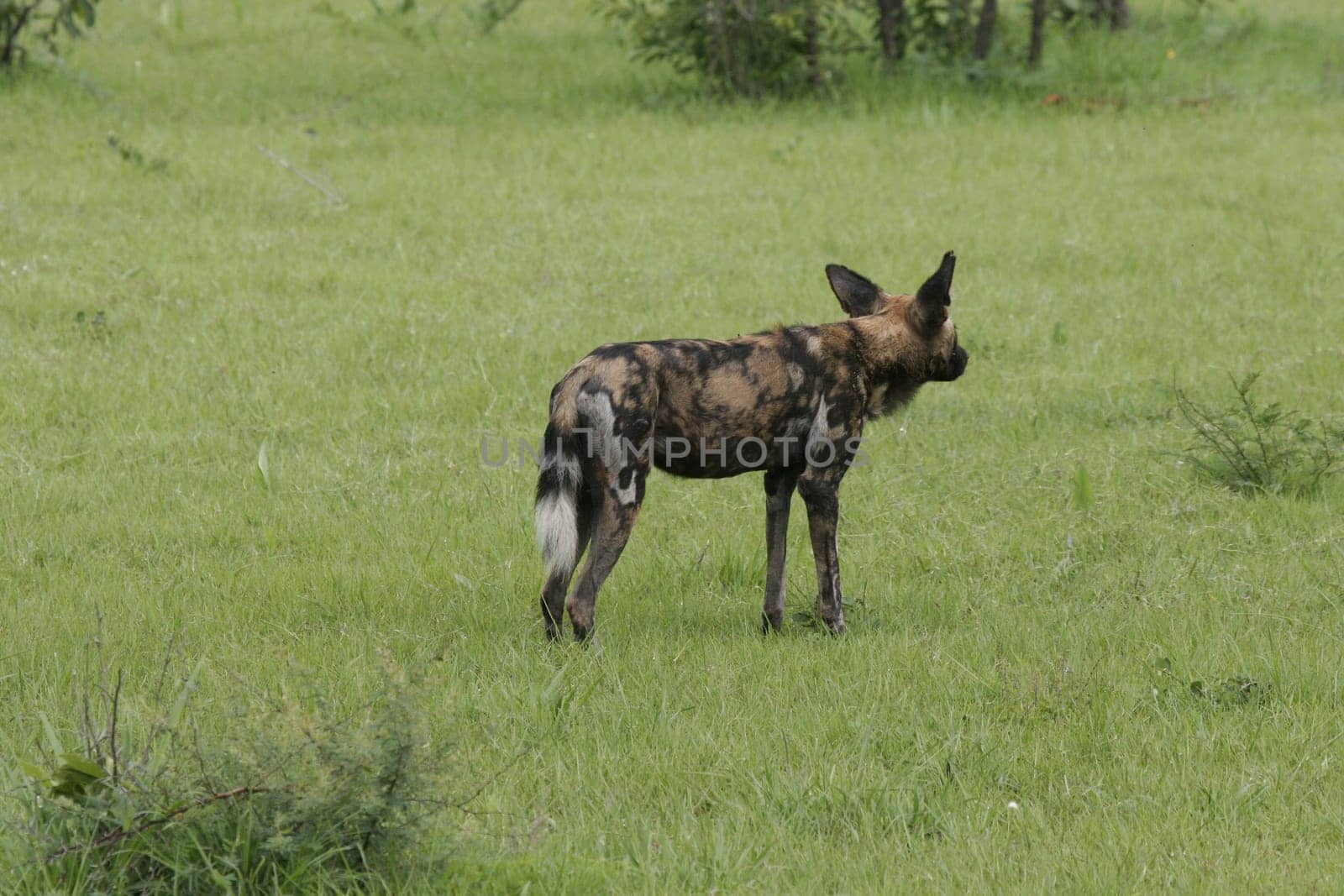 Wild Dog dangerous mammal animal africa savannah Kenya