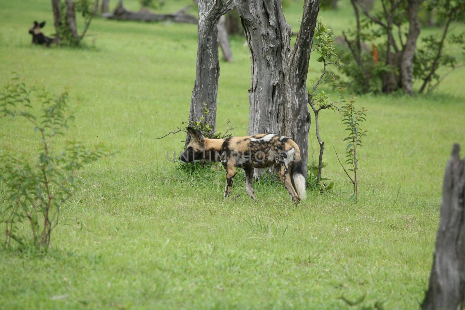 Wild Dog dangerous mammal animal africa savannah Kenya