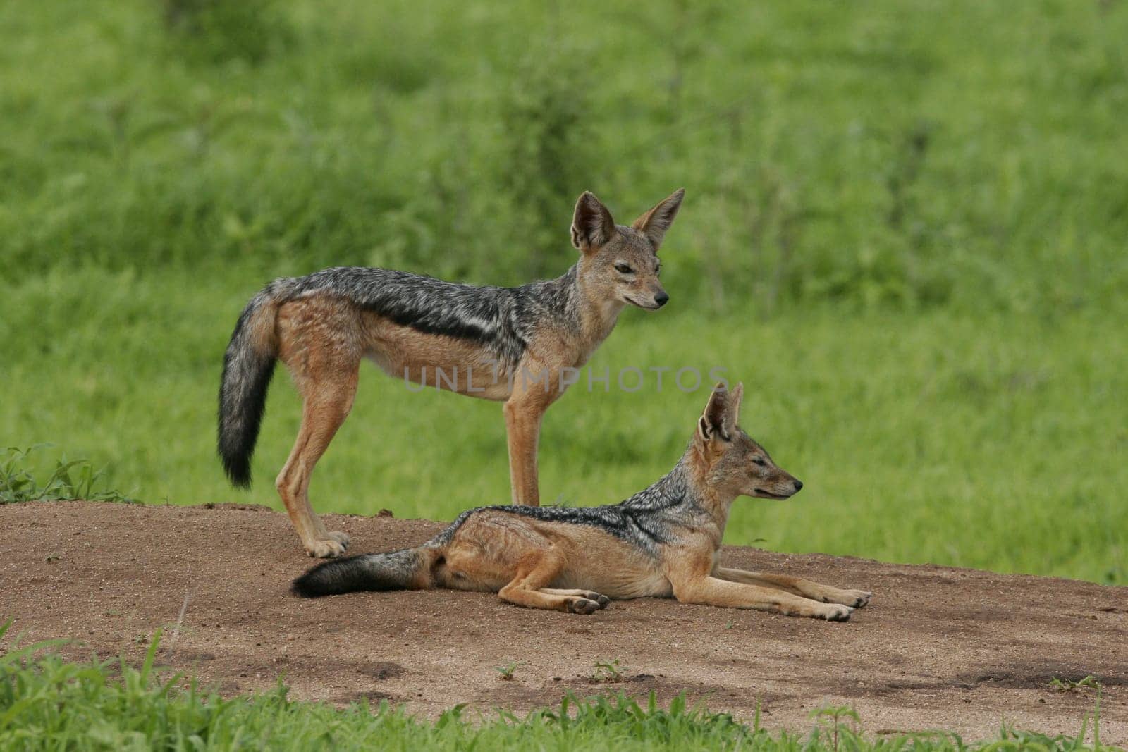 Wild Dog dangerous mammal animal africa savannah Kenya