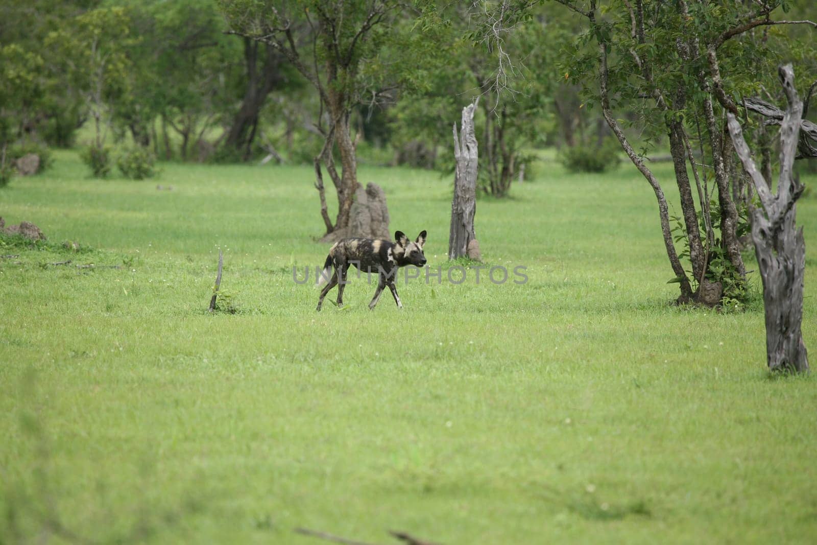 Wild Dog dangerous mammal animal africa savannah Kenya
