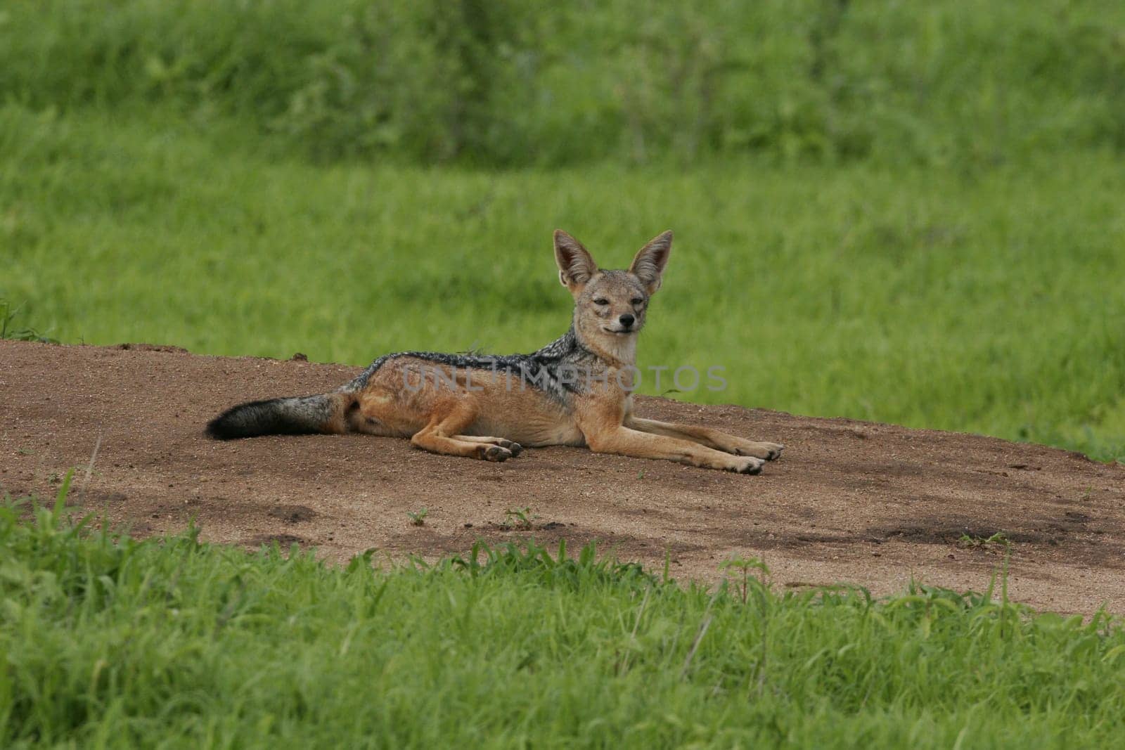 Wild Dog dangerous mammal animal africa savannah Kenya