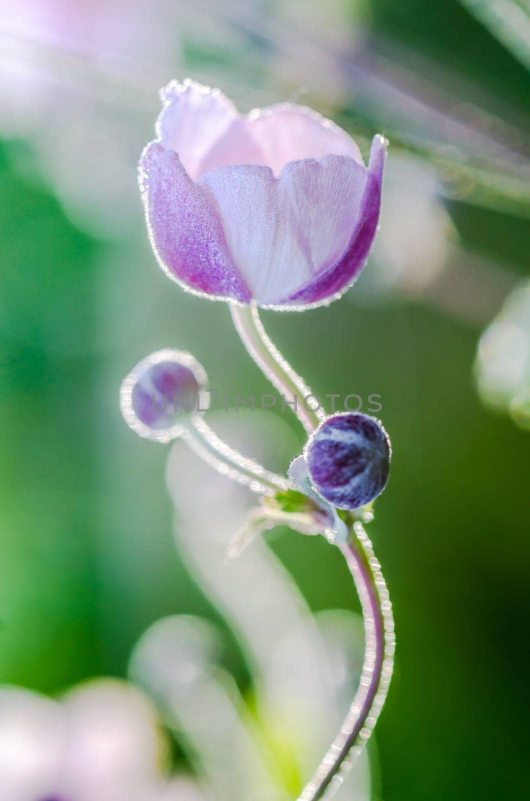 Pale pink flower Japanese anemone, close-up. Note: Shallow depth of field