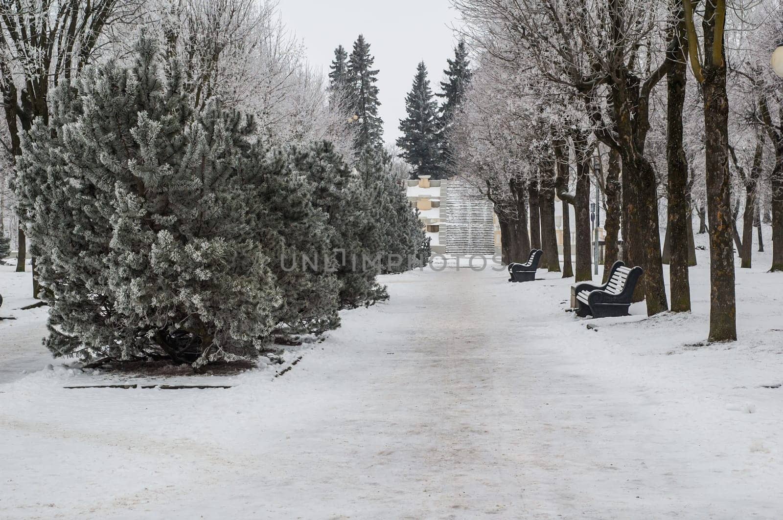 City park in the winter, the trees covered with hoarfrost