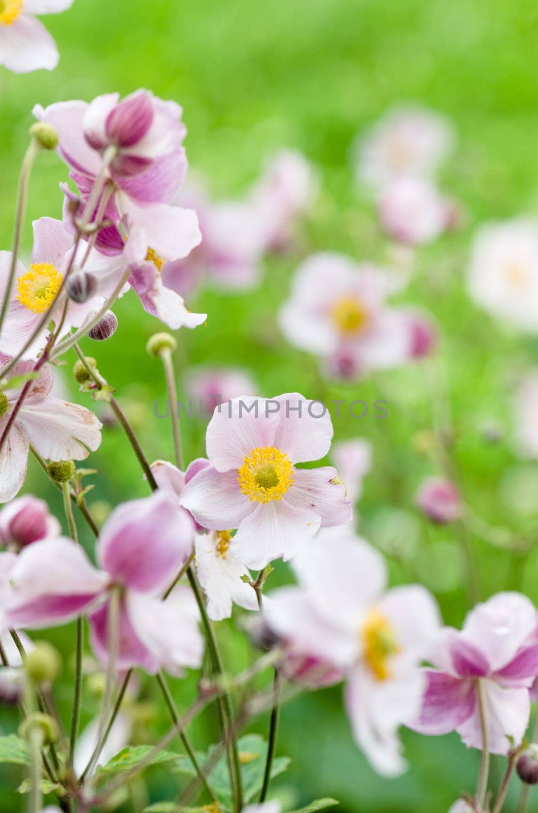 Pale pink flower Japanese anemone, close-up. Note: Shallow depth of field