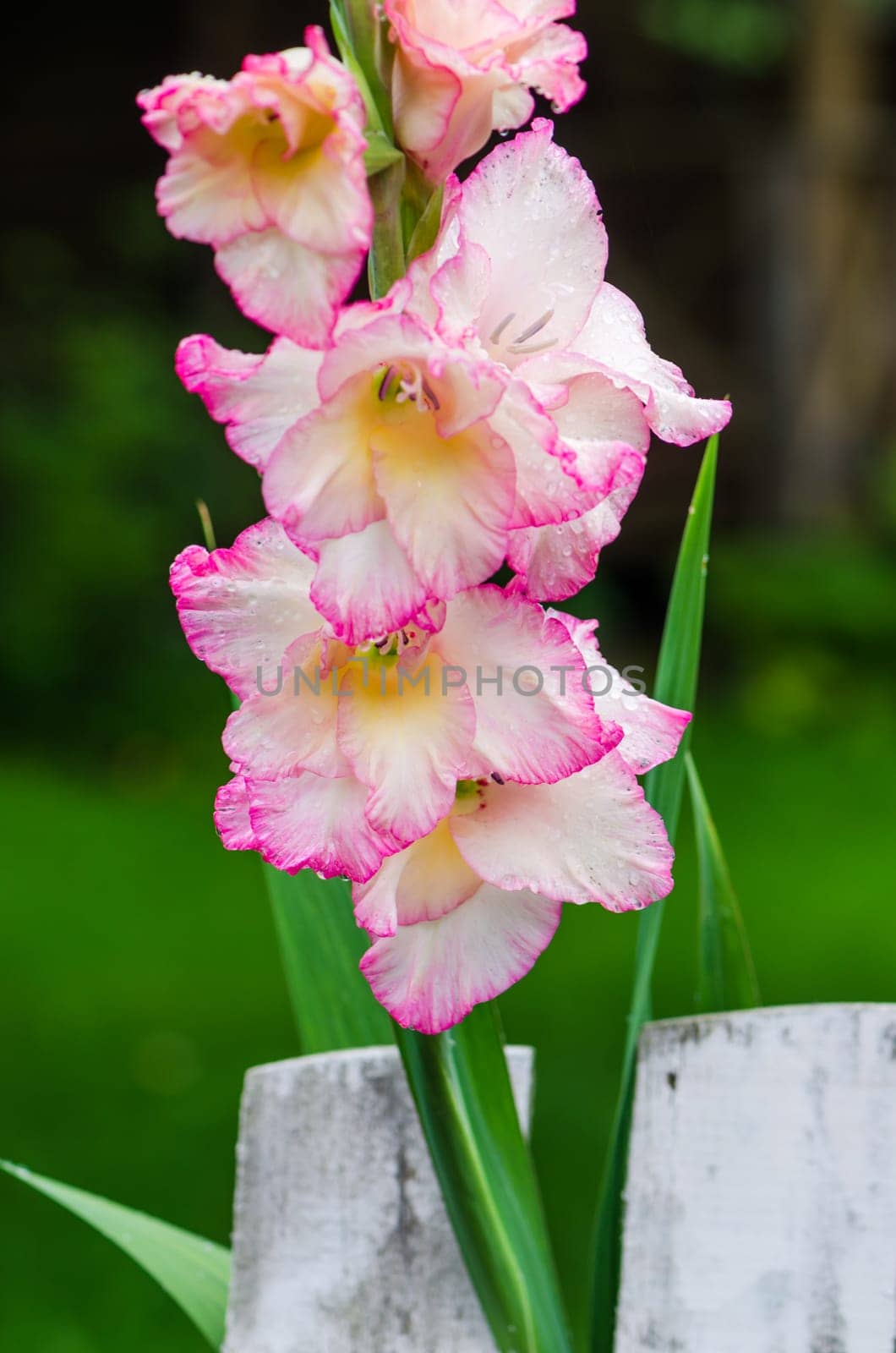 Light pink gladiolus flower in garden, close-up  ** Note: Shallow depth of field