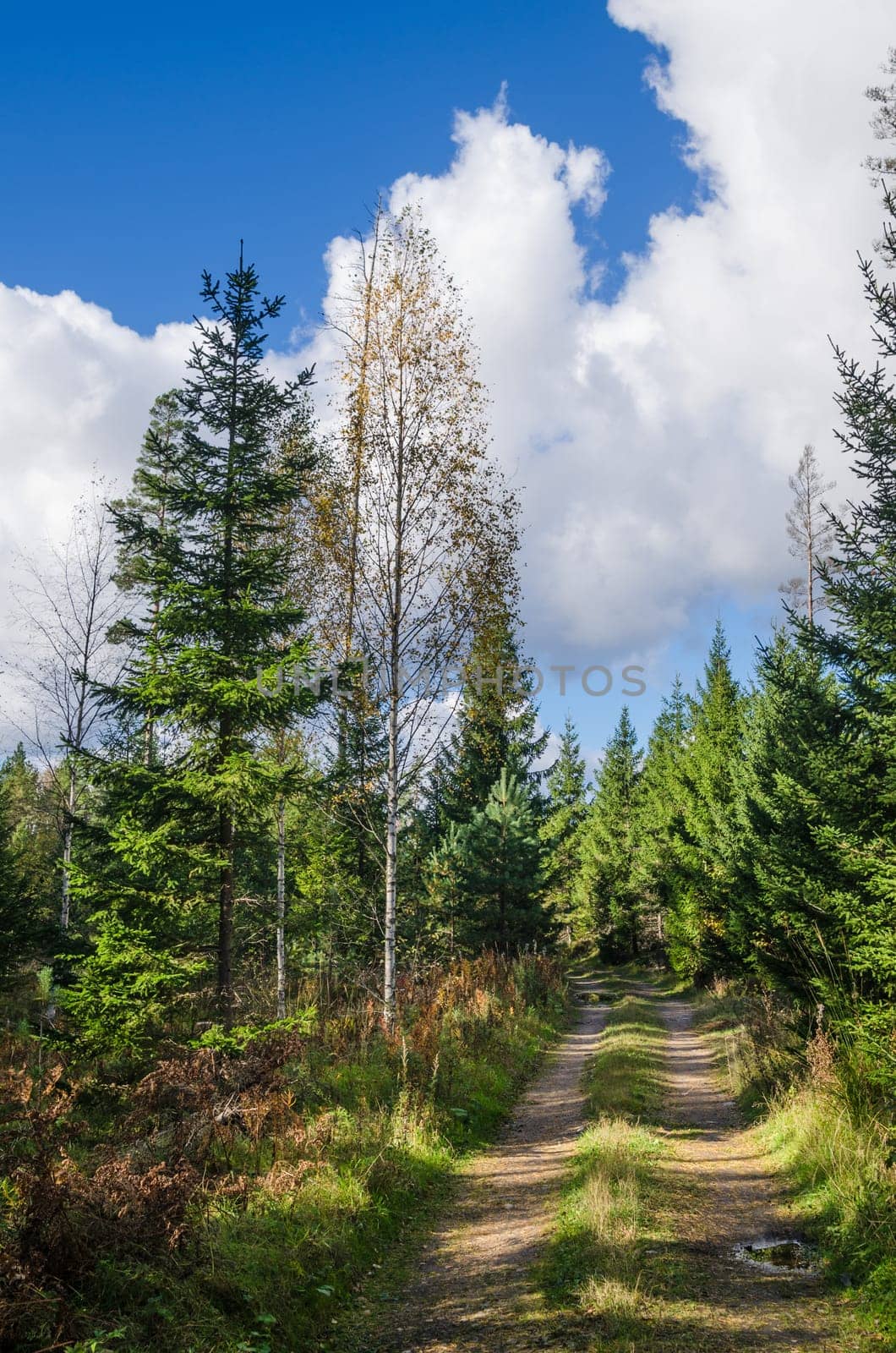 Country road in autumn forest, Estonia