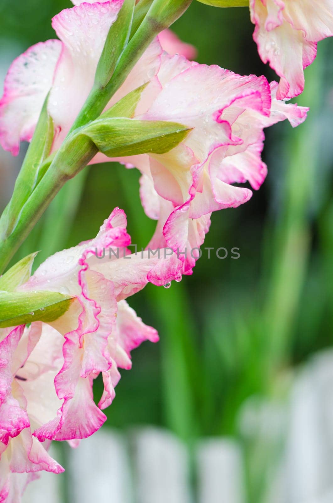 Light pink gladiolus flower in garden, close-up  ** Note: Shallow depth of field