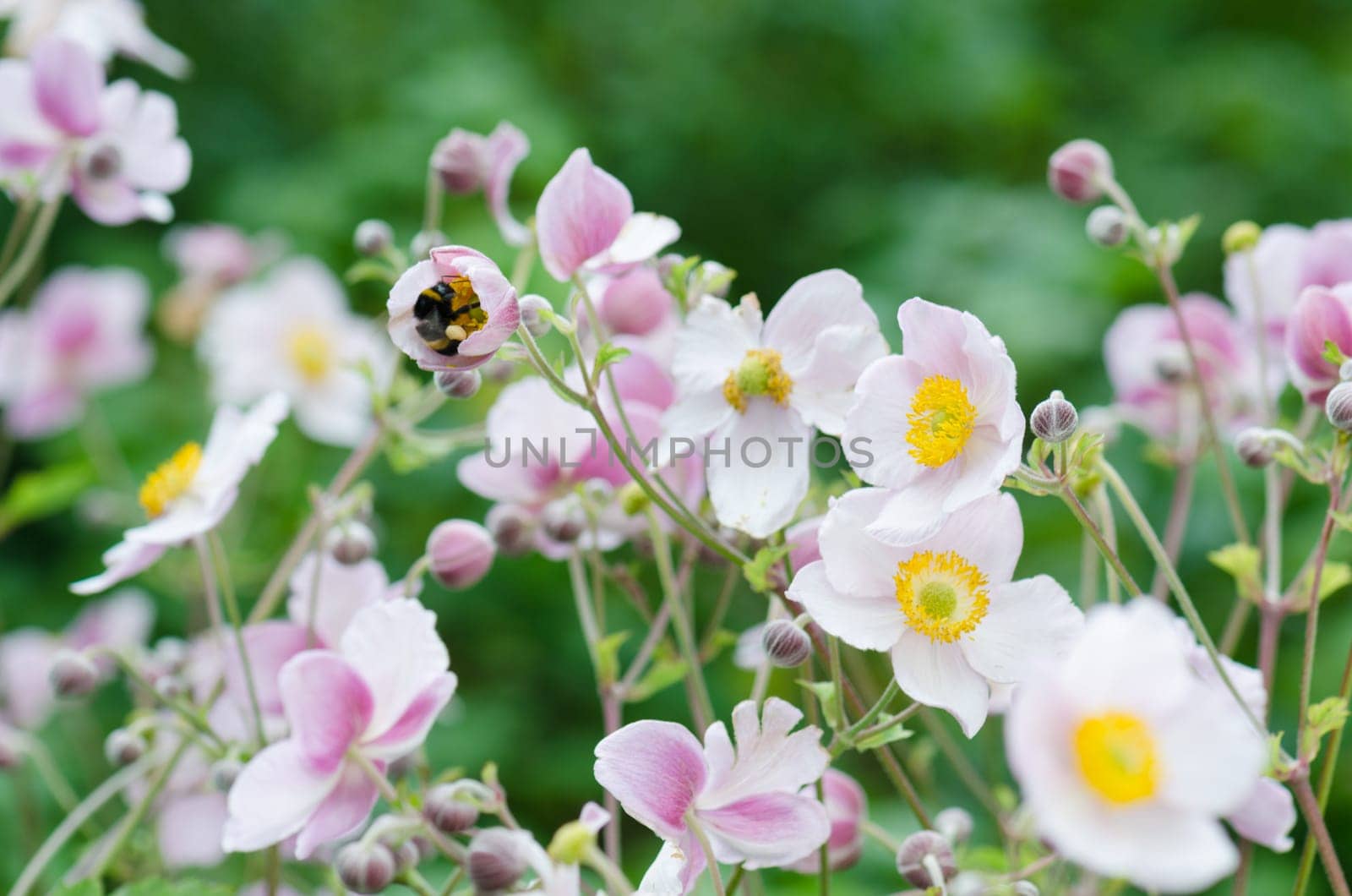 Pale pink flower Japanese anemone, close-up. Note: Shallow depth of field