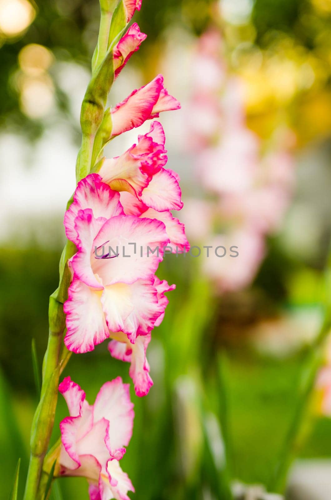 Light pink gladiolus flower in garden, close-up