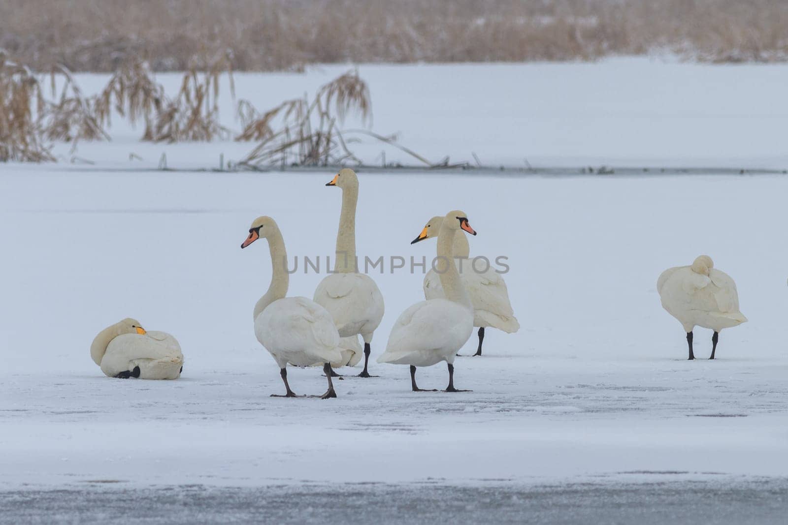 Whooper Swan (Cygnus cygnus) in winter. Location: Comana Natural Park, Romania.