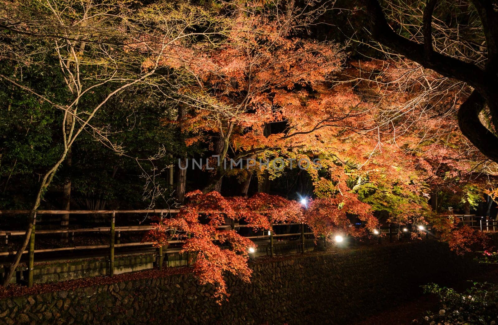 Beautiful autumn scenery of Japanese garden with maple foliage lighted up along the canal at night in Kyoto, Japan