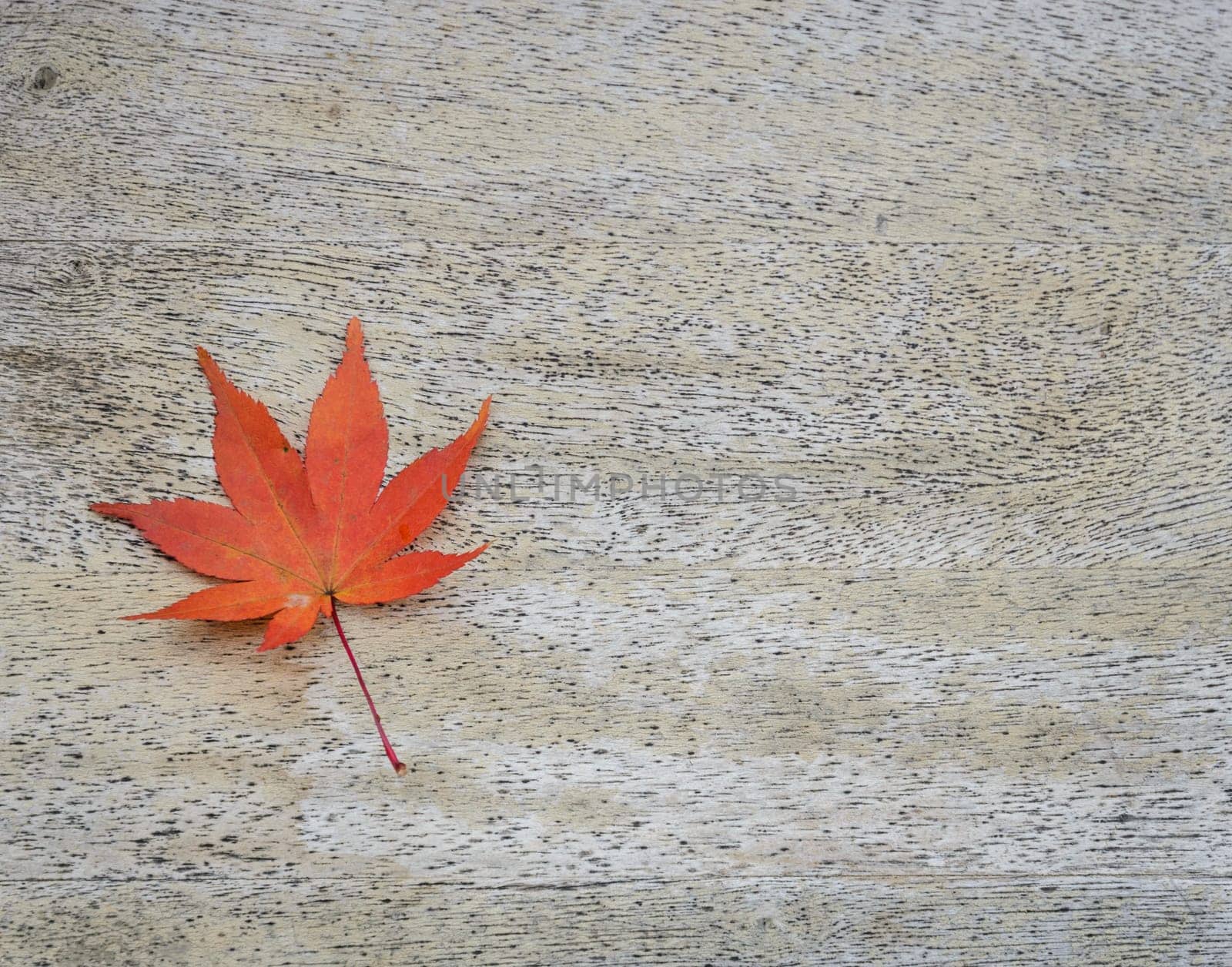 Japanese autumn color of Red Maple Leaf on wood background with copy space for text