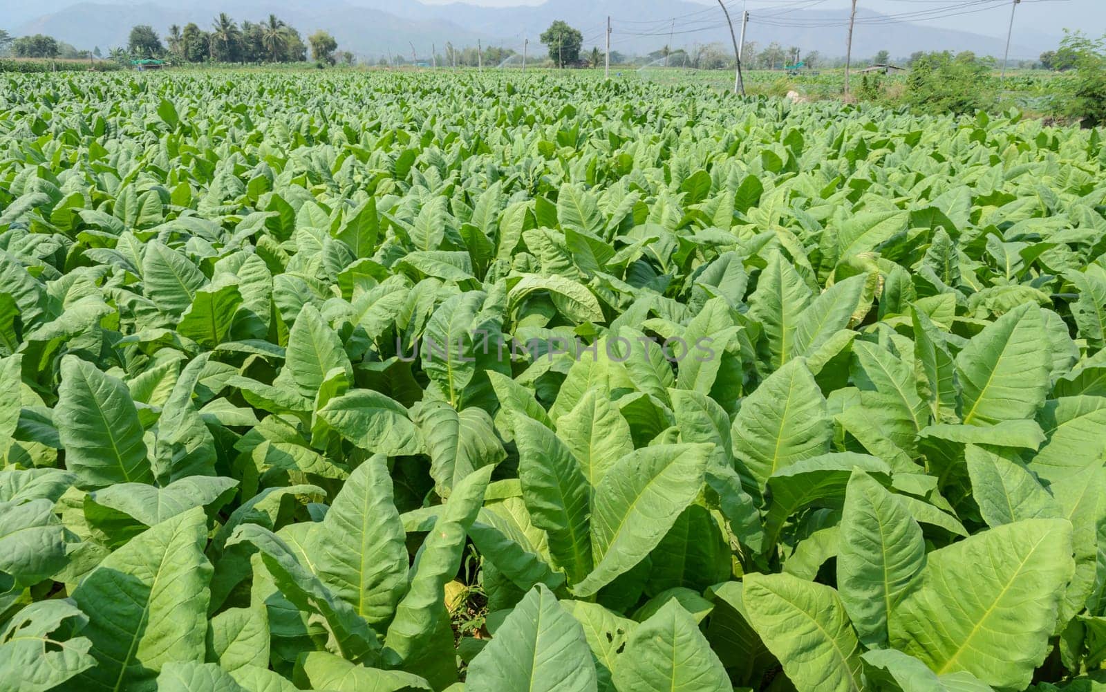 Tobacco plants growing in a field in Thailand