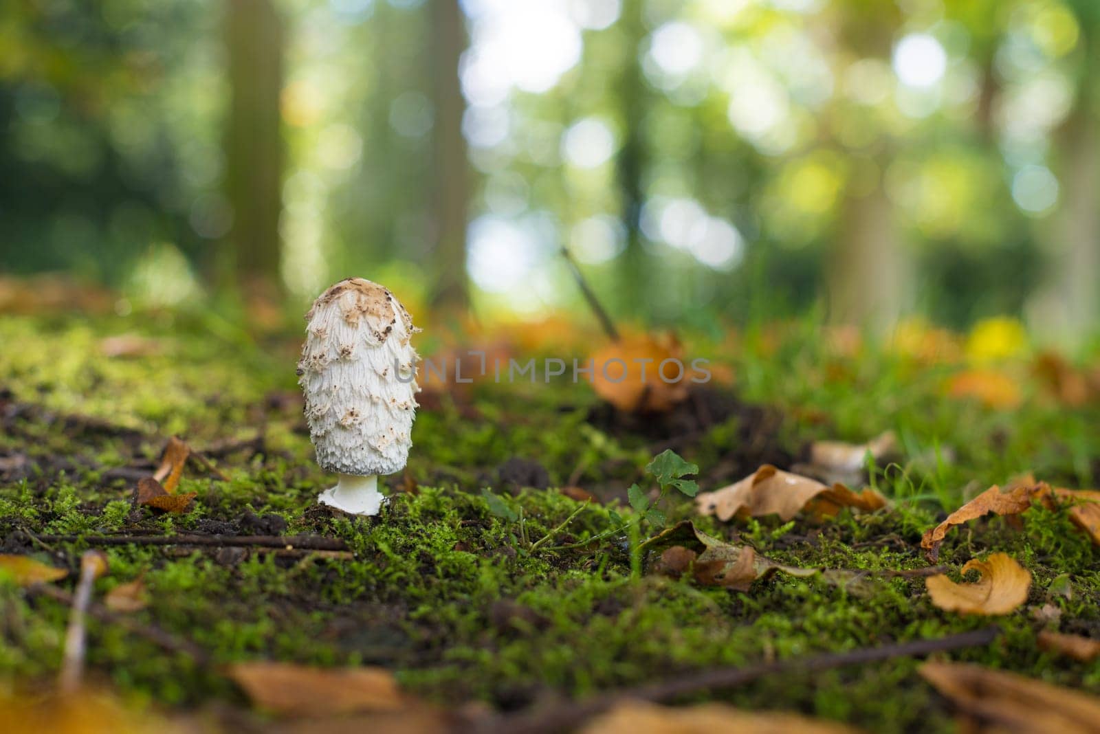 single shaggy ink cab mushroom peeping out of the moss