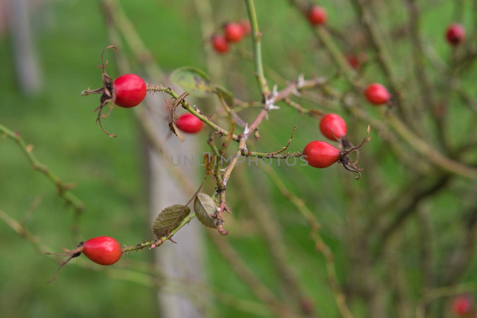 red rose hips on a bush