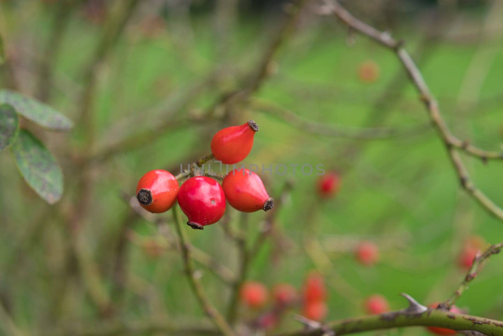 red rose hips on a bush