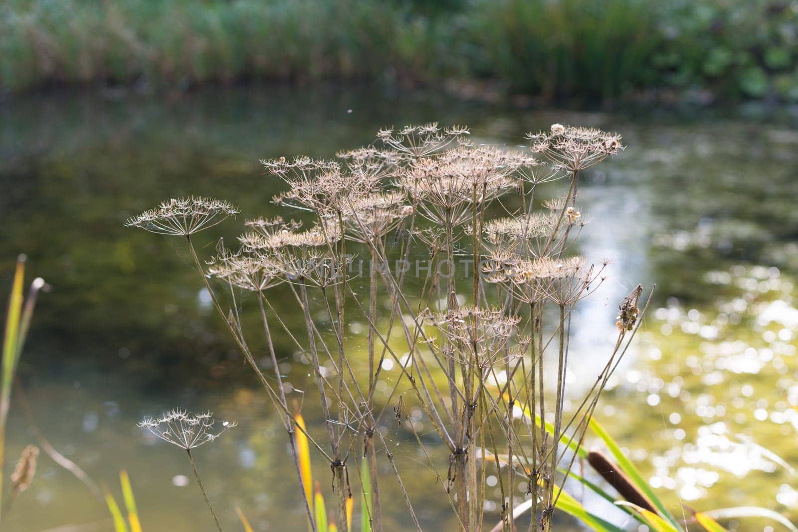 dried plants in front of a small pond