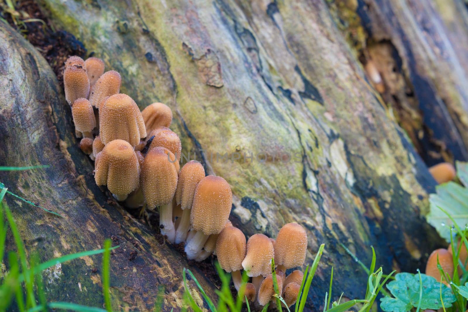 bunch of brown mushrooms on a tree trunk