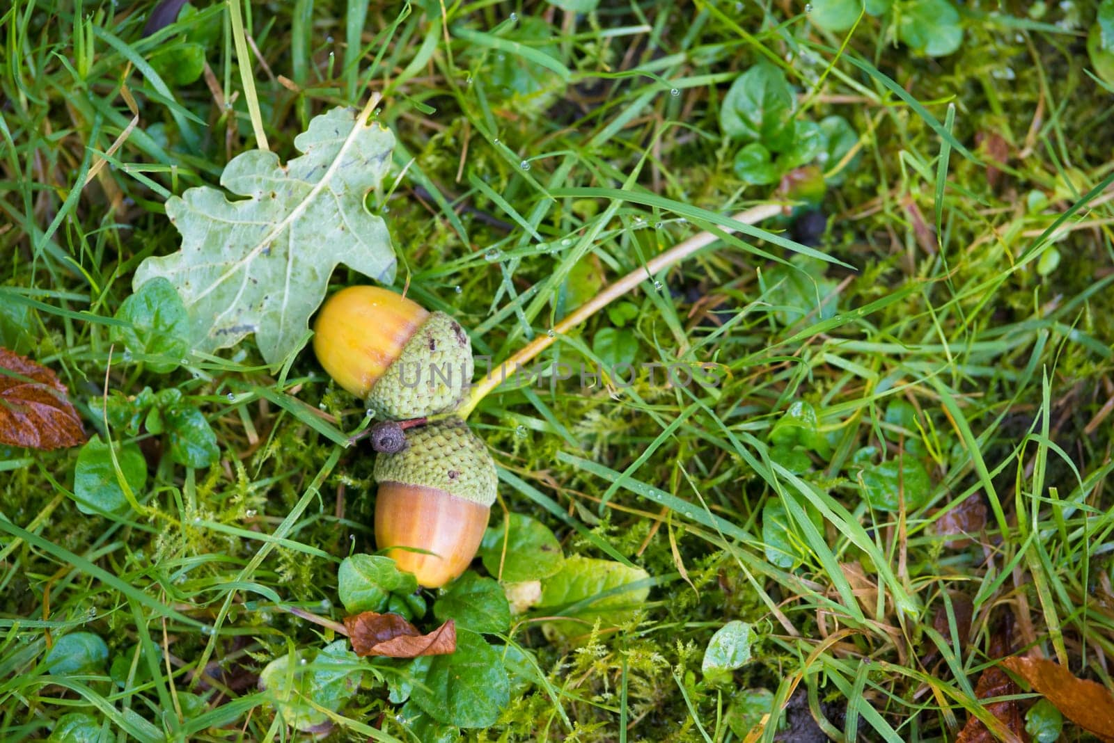 pair of falen acorns in fall