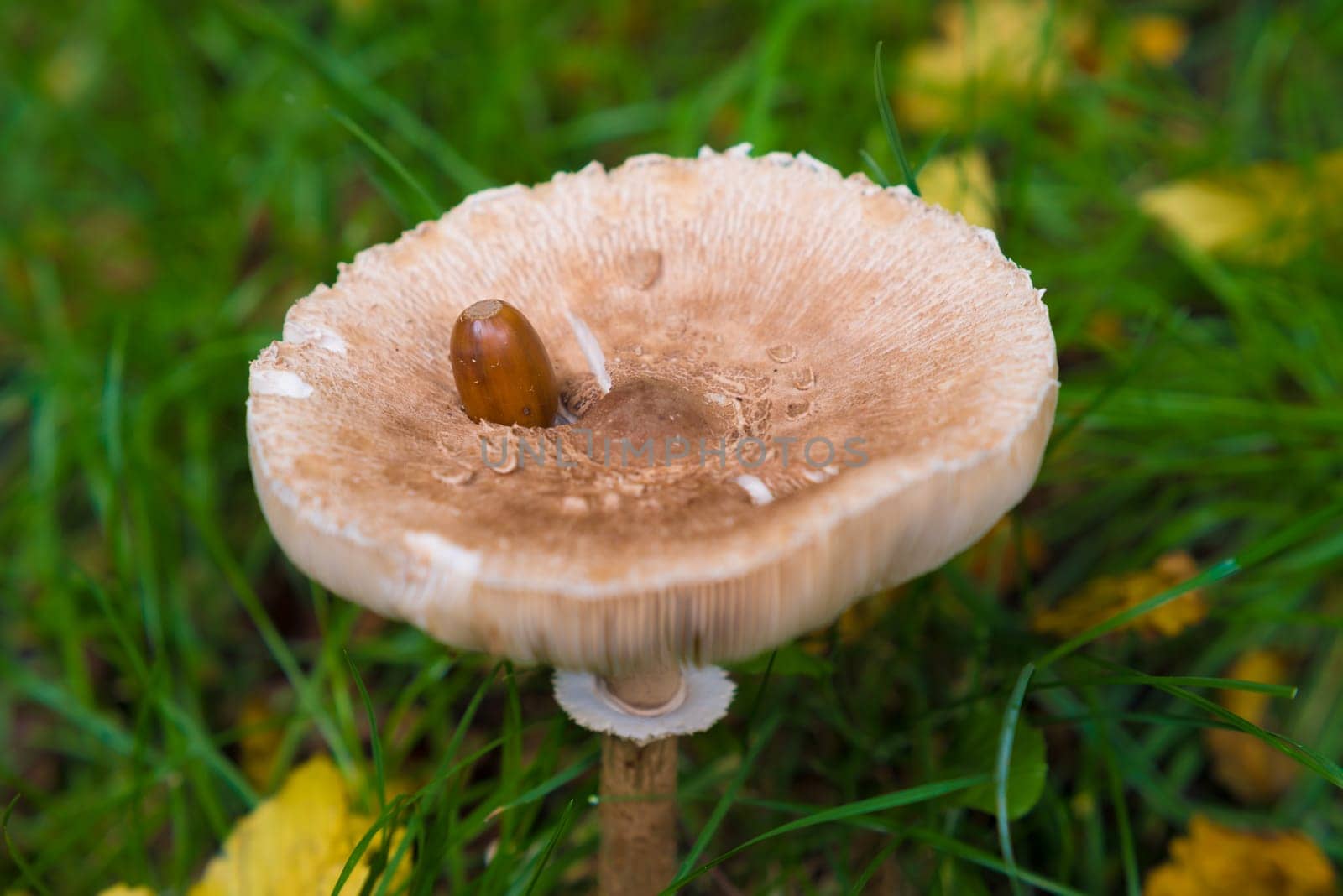 closeup of an edible armlilaria mellea mushroom with an acorn on its hat
