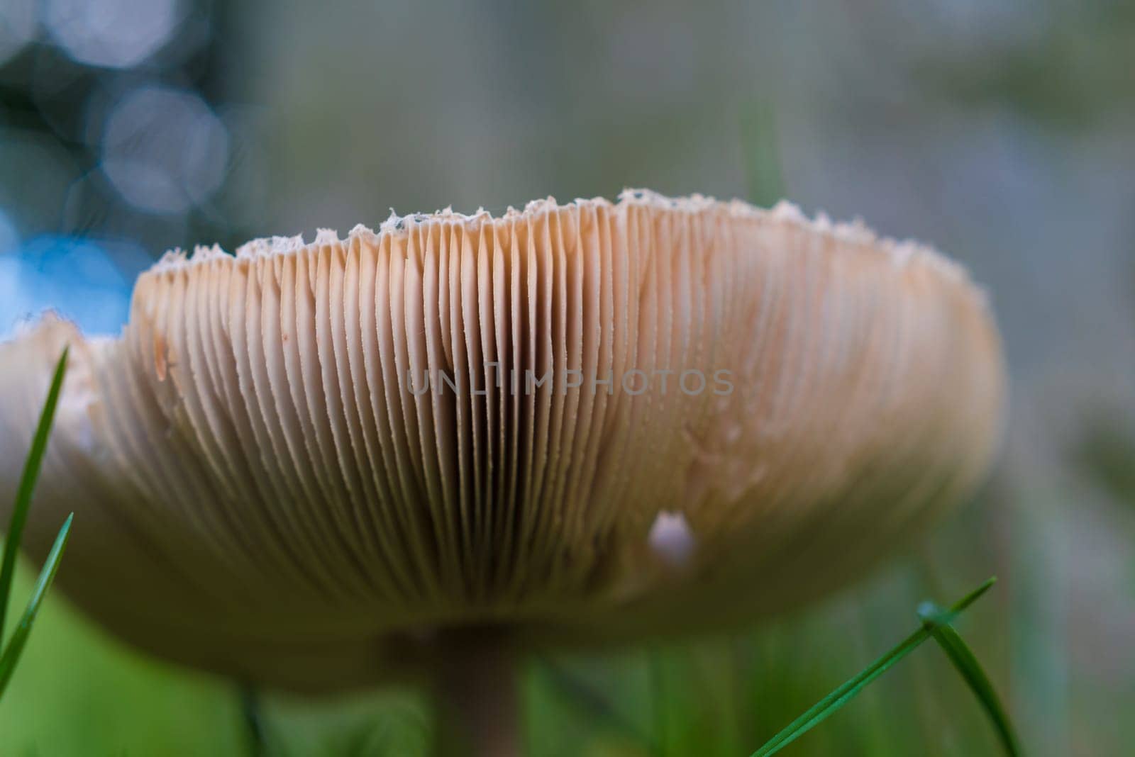 low angle view of an edible armlilaria mellea mushrooms