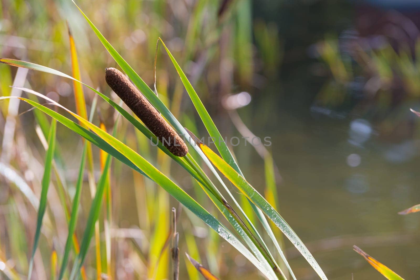 single cattail in front of a pond