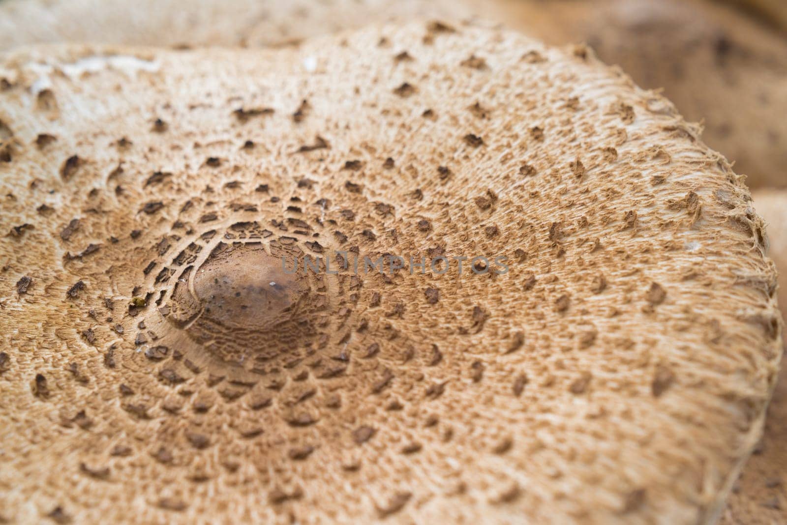 closeup of an edible armlilaria mellea mushroom