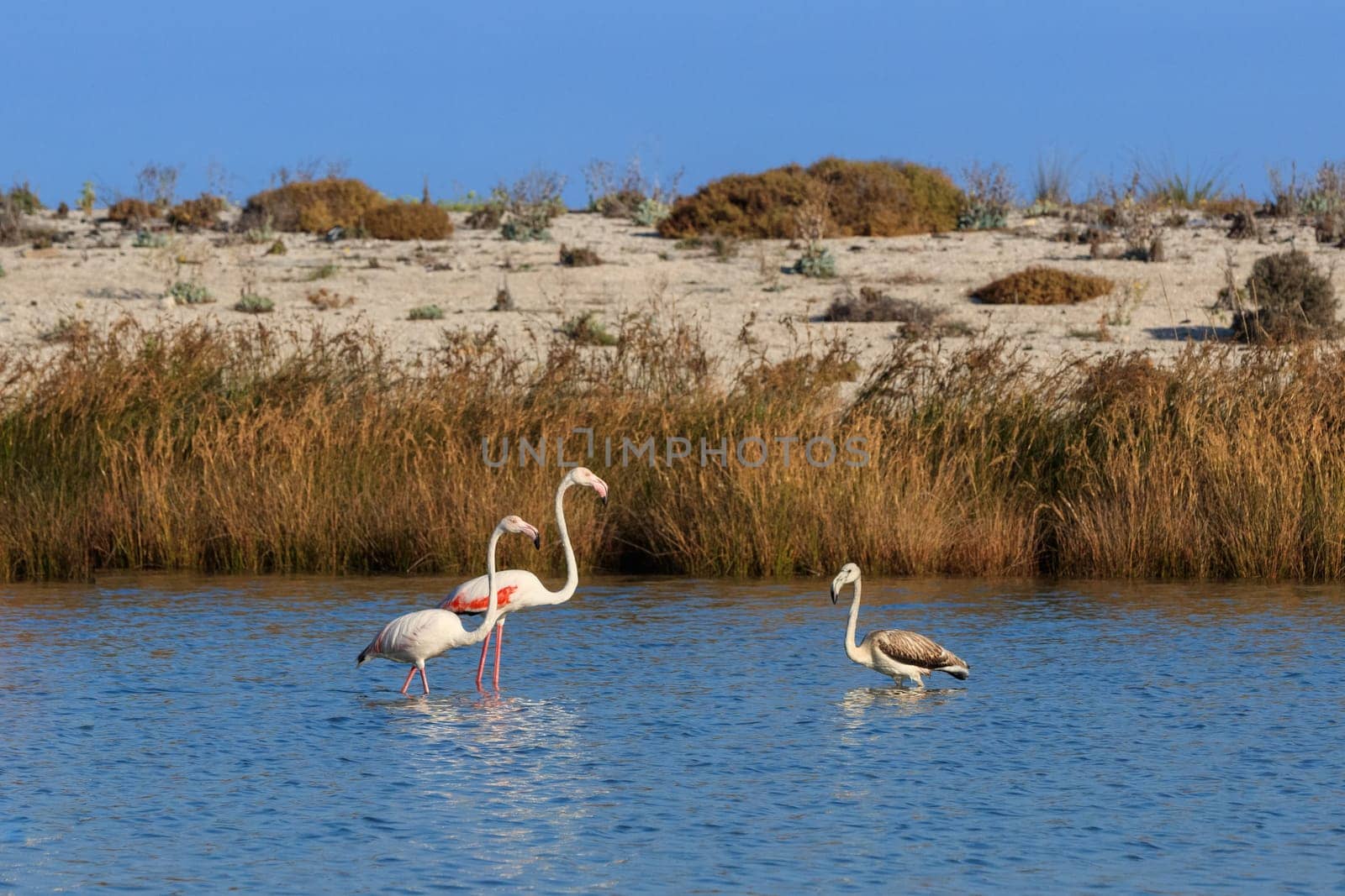 pink flamingos walking through the water. Lefkada, Greece