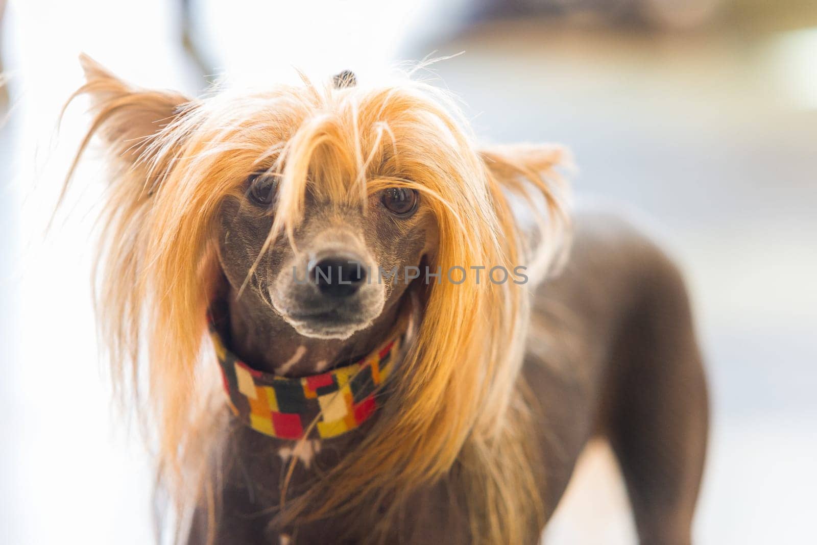 Portrait of Chinese Crested hairless Dog with copy space for text