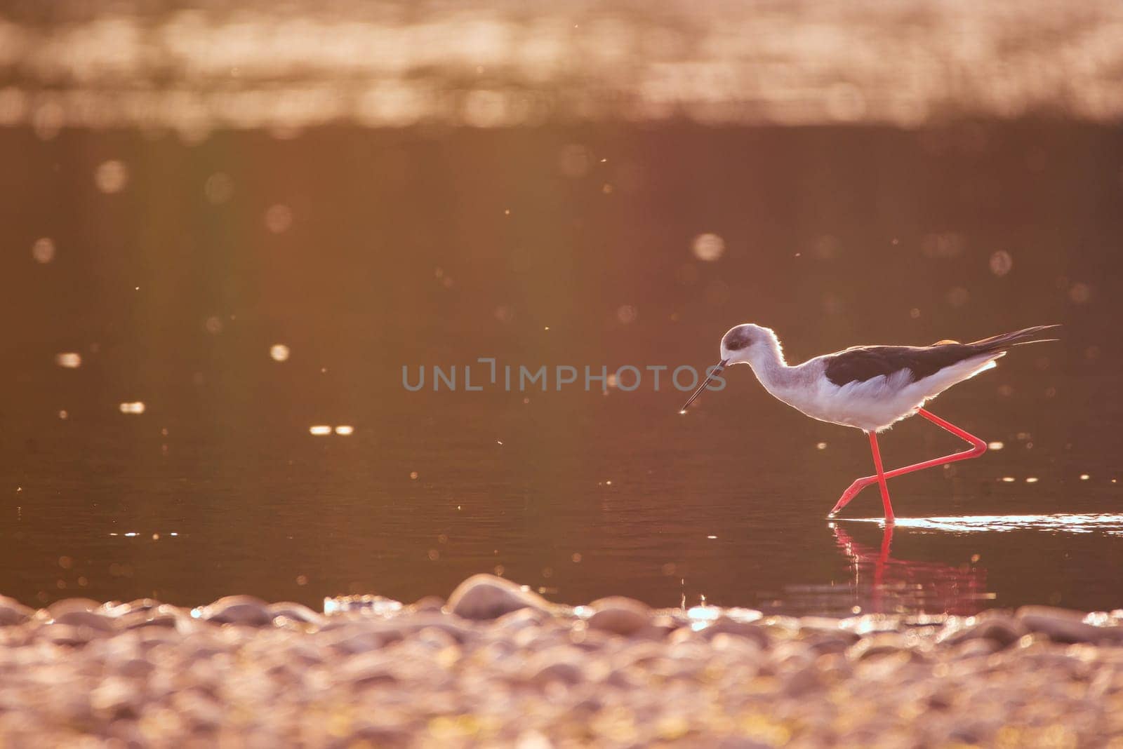 black-necked stilt, himantopus himantopus in Guadiana River, Badajoz, Extremadura