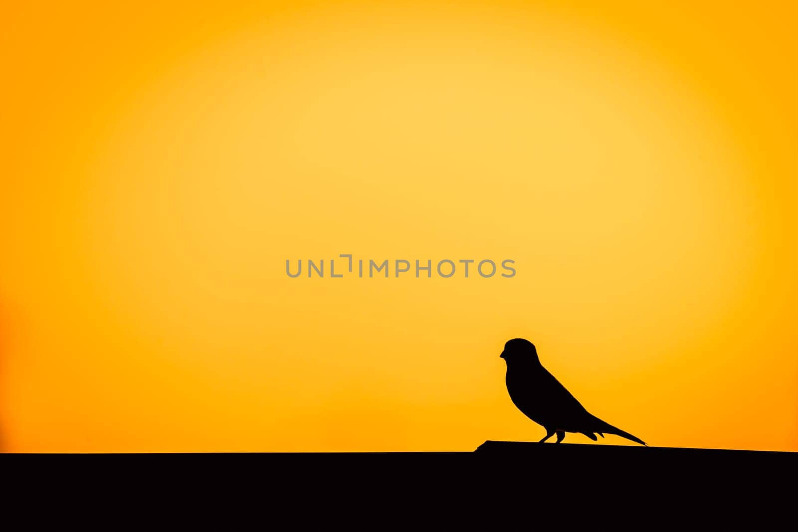 Little bird on the roof . Beautiful silhouette of Sparrow. Copy space