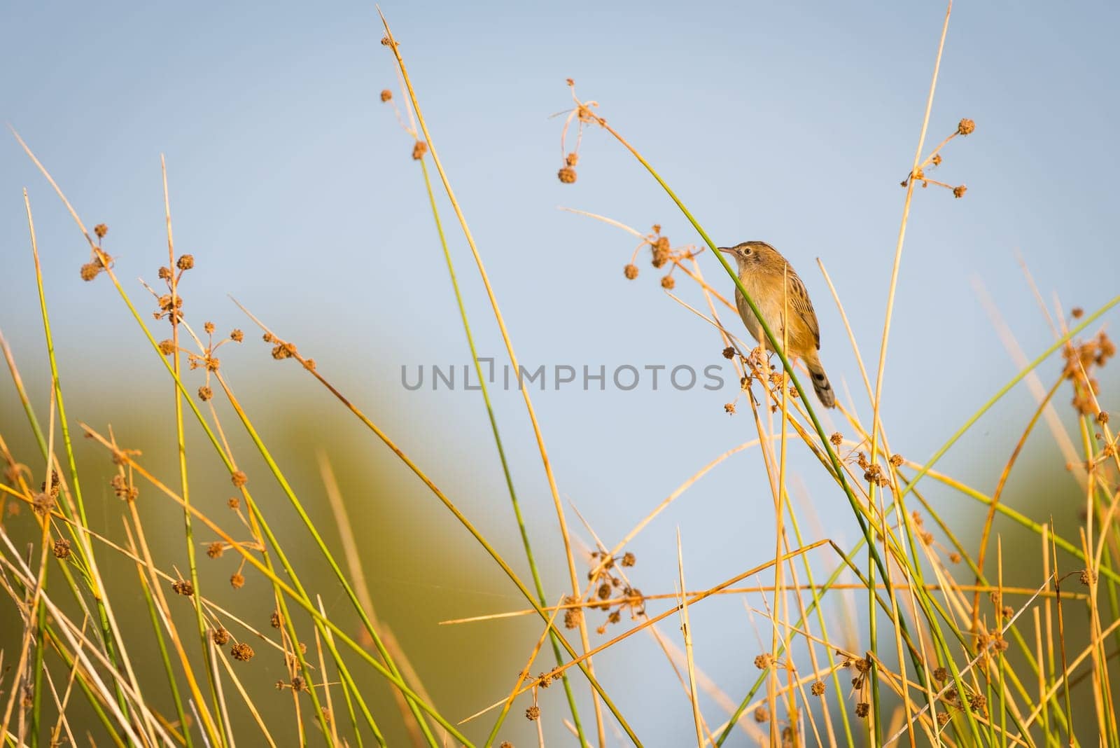 buitron, Zitting cisticola or fan-tailed warbler, Cisticola juncidis
