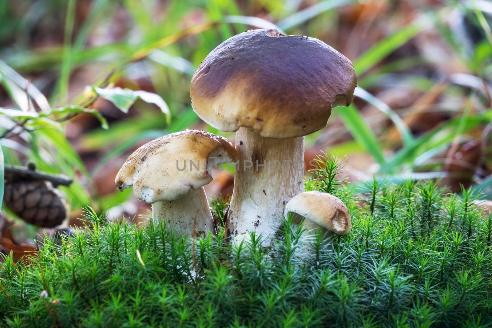 Porcini mushroom in the forest,close-up of the noble mushroom in autumn