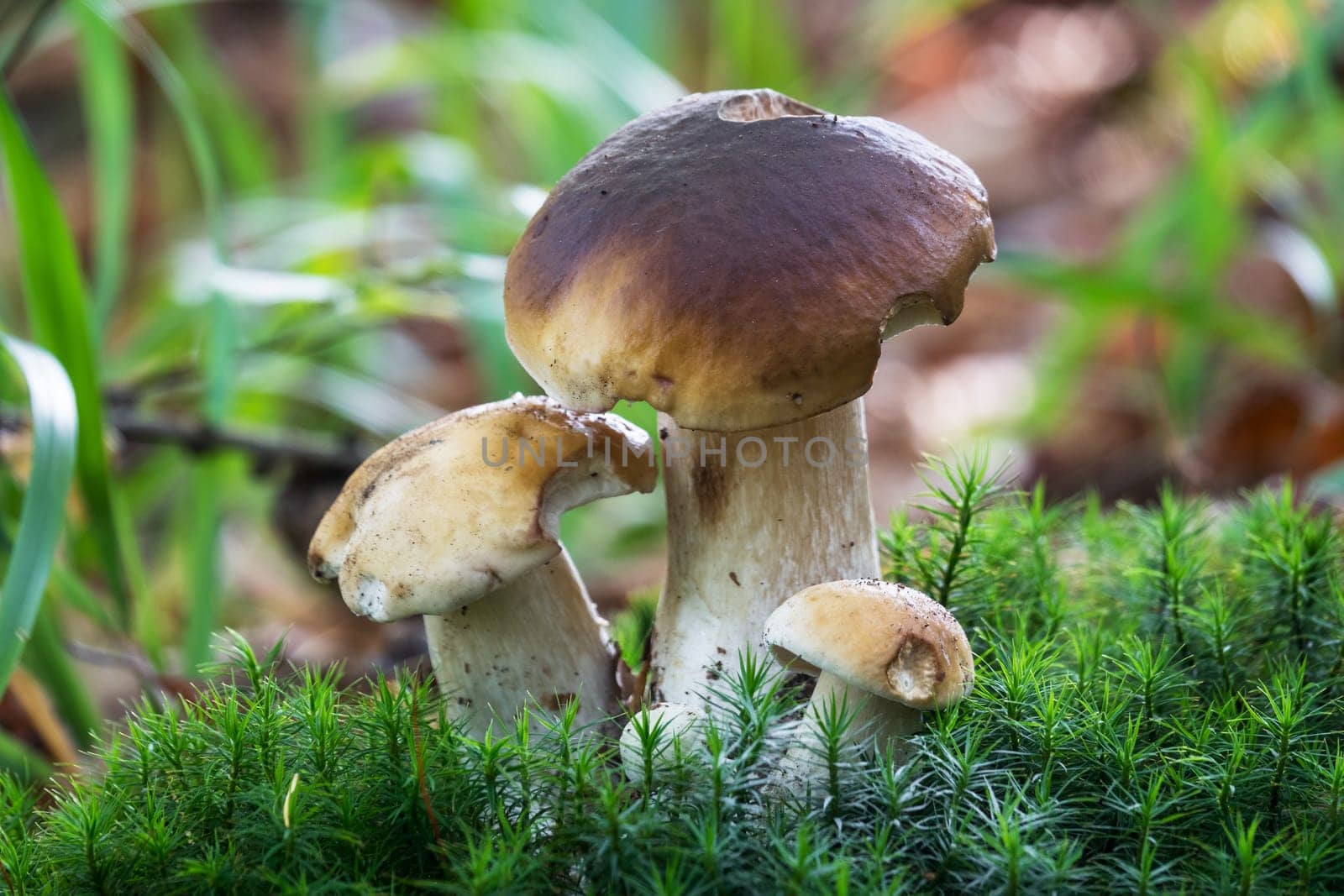 Porcini mushroom in the forest,close-up of the noble mushroom in autumn