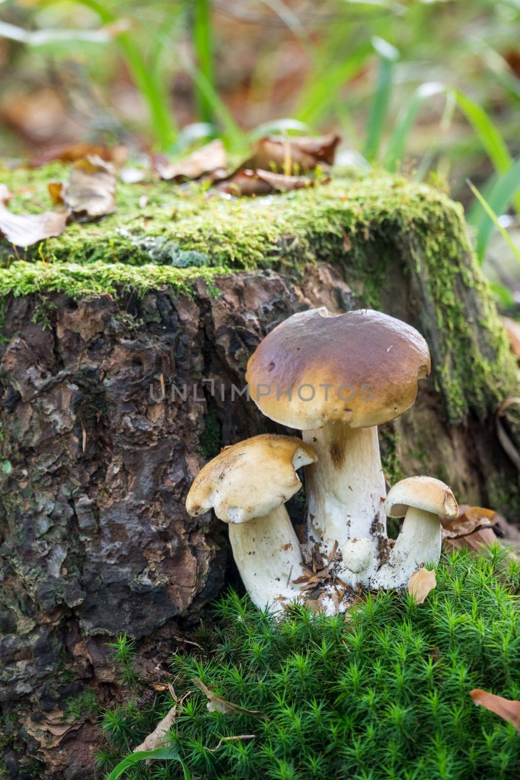 Porcini mushroom in the forest,close-up of the noble mushroom in autumn