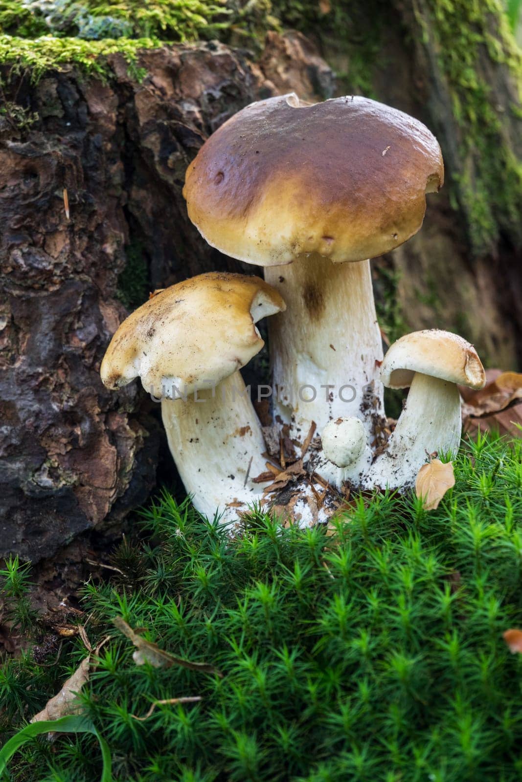 Porcini mushroom in the forest,close-up of the noble mushroom in autumn
